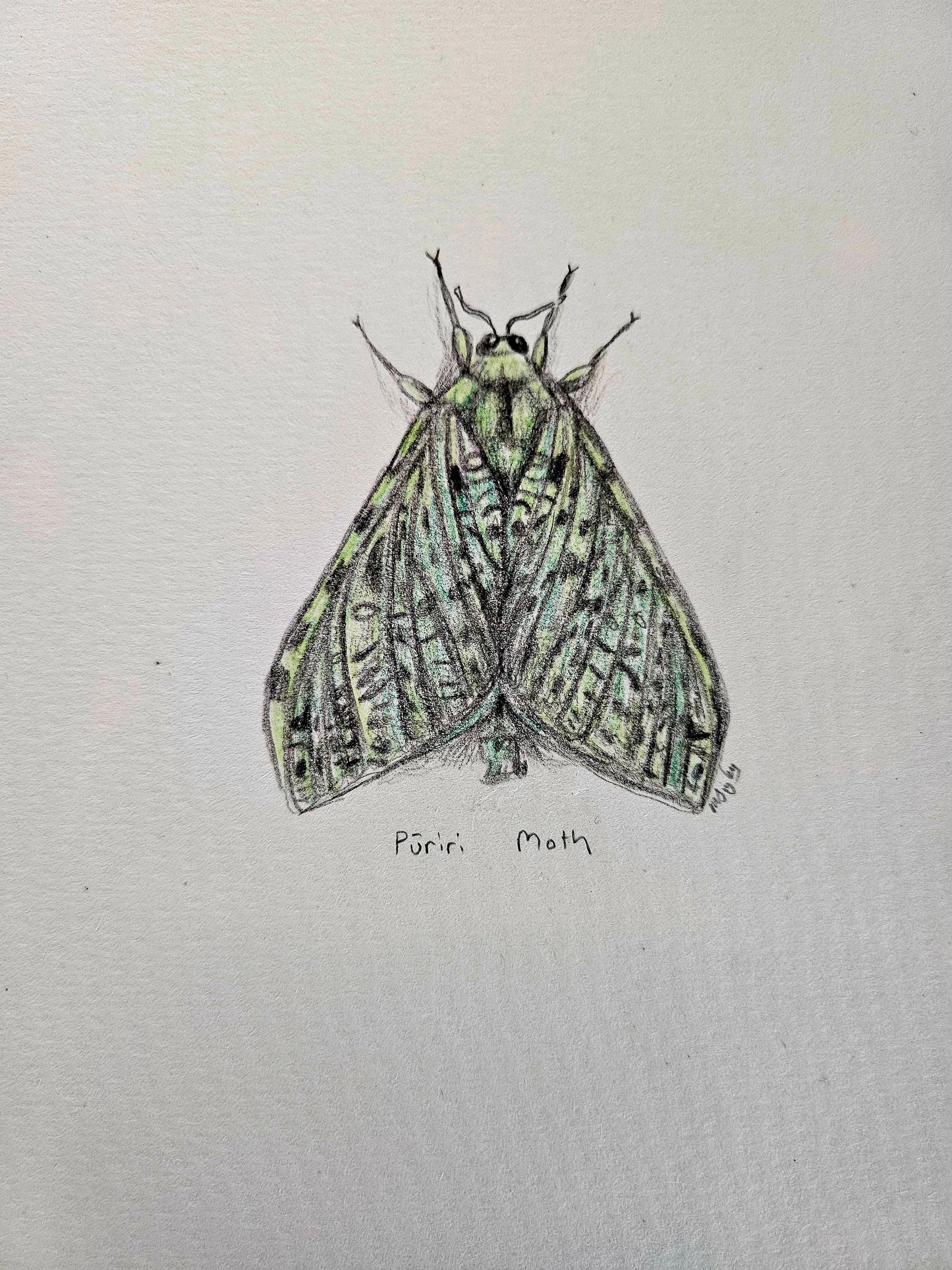 Puriri Moth